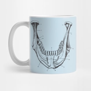 jaw anatomy Mug